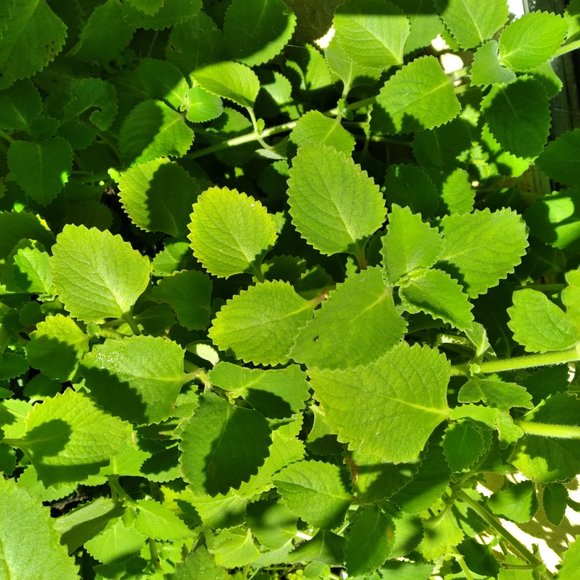 Puerto Rican Oregano - Picture 4 of 6